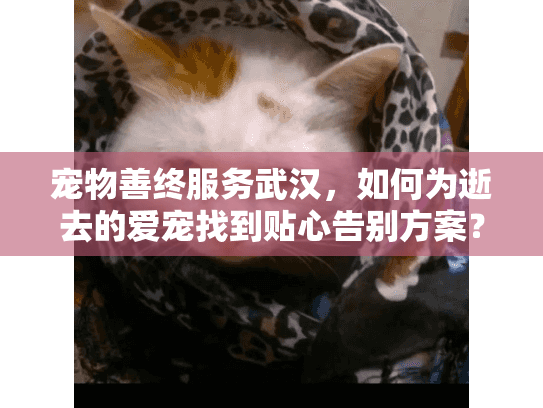 宠物善终服务武汉，如何为逝去的爱宠找到贴心告别方案？