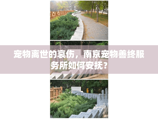 宠物离世的哀伤，南京宠物善终服务所如何安抚？