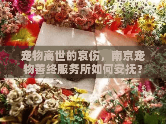 宠物离世的哀伤，南京宠物善终服务所如何安抚？