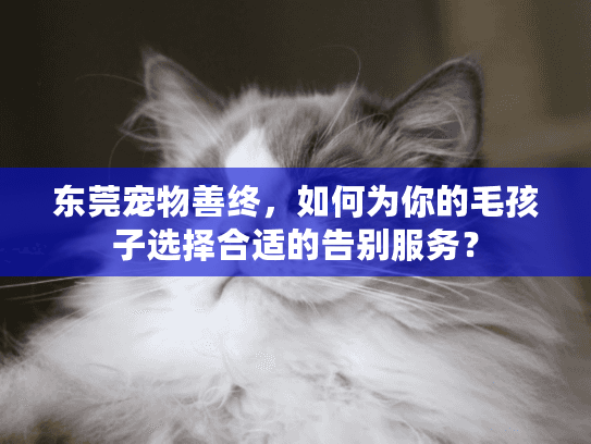 东莞宠物善终，如何为你的毛孩子选择合适的告别服务？