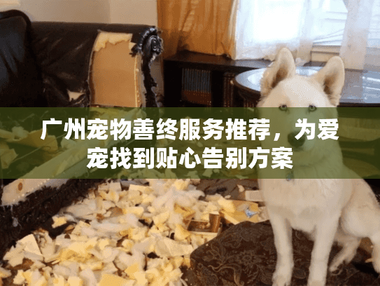 广州宠物善终服务推荐，为爱宠找到贴心告别方案