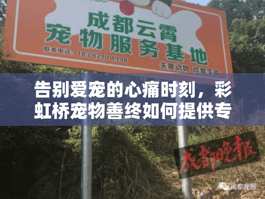 告别爱宠的心痛时刻，彩虹桥宠物善终如何提供专业宠物殡葬服务？