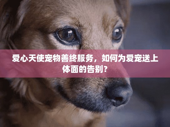 爱心天使宠物善终服务，如何为爱宠送上体面的告别？