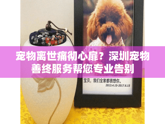 宠物离世痛彻心扉？深圳宠物善终服务帮您专业告别
