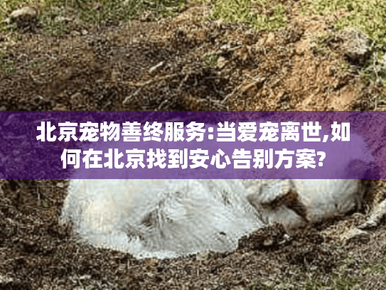北京宠物善终服务:当爱宠离世,如何在北京找到安心告别方案?
