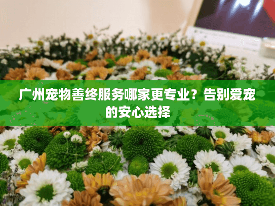 广州宠物善终服务哪家更专业？告别爱宠的安心选择