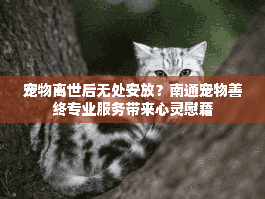 宠物离世后无处安放？南通宠物善终专业服务带来心灵慰藉