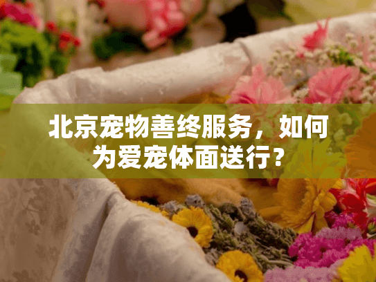 北京宠物善终服务,如何为爱宠体面送行?