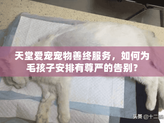 天堂爱宠宠物善终服务，如何为毛孩子安排有尊严的告别？