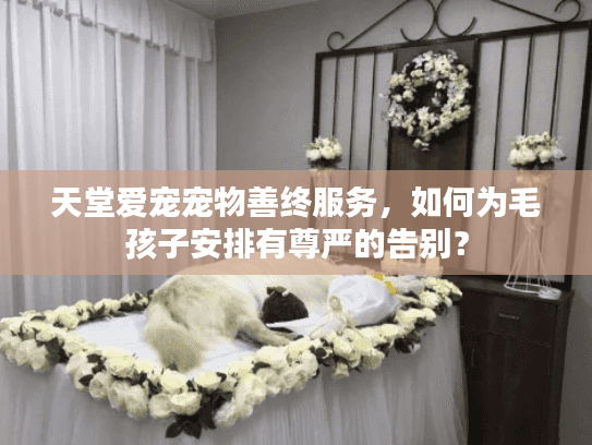 天堂爱宠宠物善终服务，如何为毛孩子安排有尊严的告别？