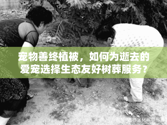宠物善终植被，如何为逝去的爱宠选择生态友好树葬服务？