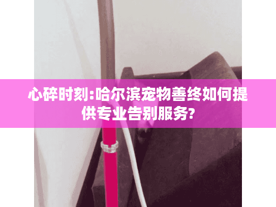 心碎时刻:哈尔滨宠物善终如何提供专业告别服务?