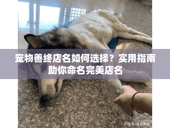 宠物善终店名如何选择？实用指南助你命名完美店名