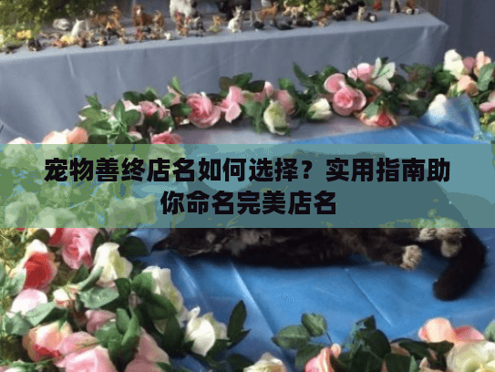 宠物善终店名如何选择？实用指南助你命名完美店名