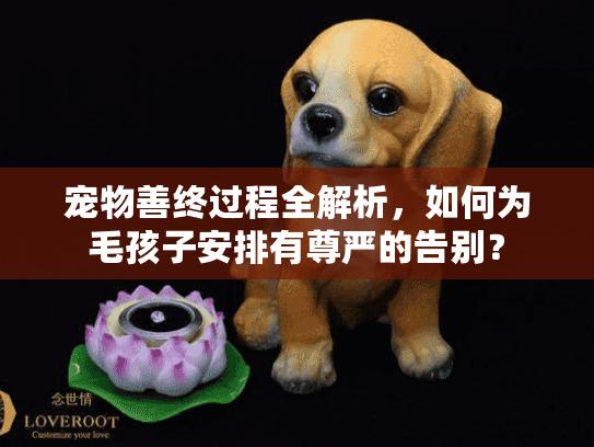 宠物善终过程全解析，如何为毛孩子安排有尊严的告别？