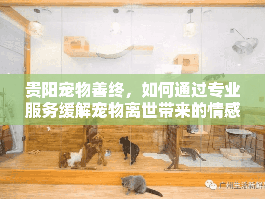 贵阳宠物善终，如何通过专业服务缓解宠物离世带来的情感伤痛？