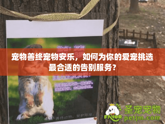 宠物善终宠物安乐，如何为你的爱宠挑选最合适的告别服务？