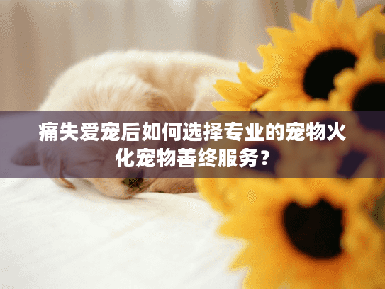 痛失爱宠后如何选择专业的宠物火化宠物善终服务？