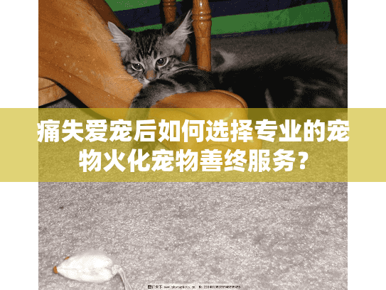 痛失爱宠后如何选择专业的宠物火化宠物善终服务？