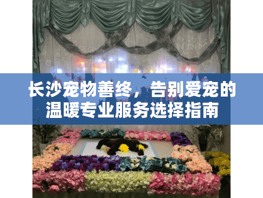 长沙宠物善终，告别爱宠的温暖专业服务选择指南