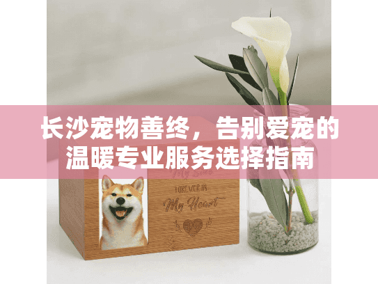 长沙宠物善终，告别爱宠的温暖专业服务选择指南