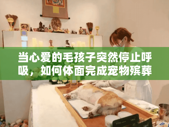 当心爱的毛孩子突然停止呼吸，如何体面完成宠物殡葬全流程？