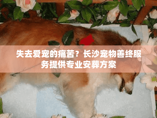 失去爱宠的痛苦？长沙宠物善终服务提供专业安葬方案
