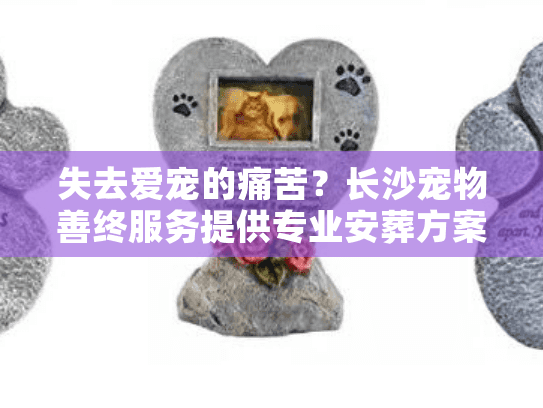 失去爱宠的痛苦？长沙宠物善终服务提供专业安葬方案