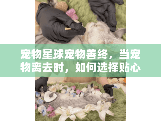 宠物星球宠物善终，当宠物离去时，如何选择贴心的殡葬服务？