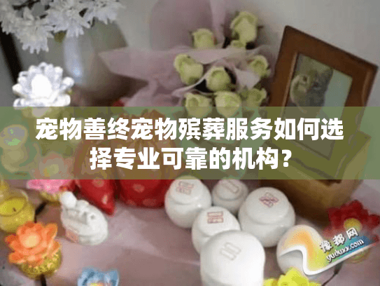 宠物善终宠物殡葬服务如何选择专业可靠的机构？