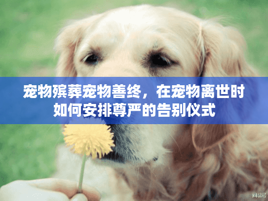 宠物殡葬宠物善终，在宠物离世时如何安排尊严的告别仪式