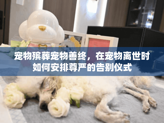 宠物殡葬宠物善终，在宠物离世时如何安排尊严的告别仪式