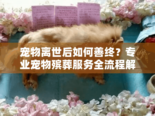 宠物离世后如何善终？专业宠物殡葬服务全流程解析