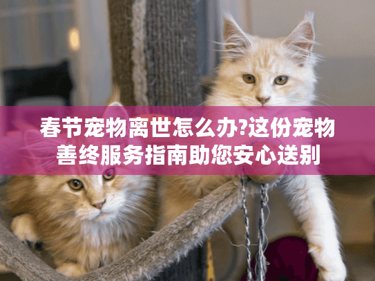 春节宠物离世怎么办?这份宠物善终服务指南助您安心送别