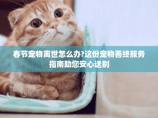 春节宠物离世怎么办?这份宠物善终服务指南助您安心送别