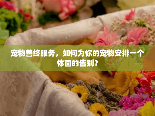 宠物善终服务，如何为你的宠物安排一个体面的告别？