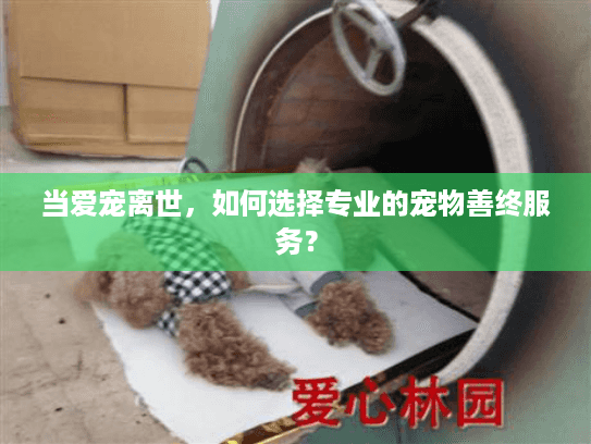 当爱宠离世，如何选择专业的宠物善终服务？