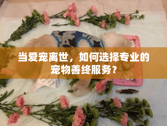 当爱宠离世，如何选择专业的宠物善终服务？