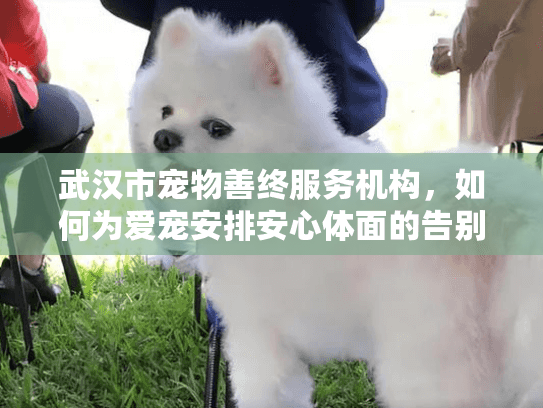 武汉市宠物善终服务机构，如何为爱宠安排安心体面的告别服务？