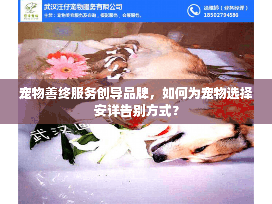 宠物善终服务创导品牌，如何为宠物选择安详告别方式？