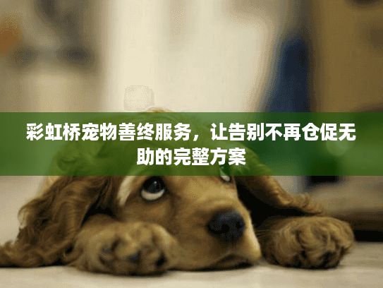 彩虹桥宠物善终服务，让告别不再仓促无助的完整方案