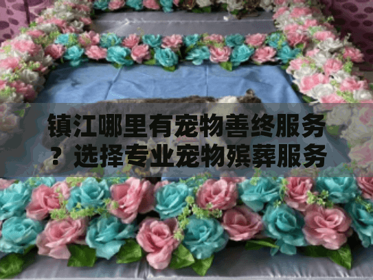 镇江哪里有宠物善终服务？选择专业宠物殡葬服务的实用指南