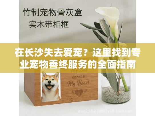 在长沙失去爱宠？这里找到专业宠物善终服务的全面指南