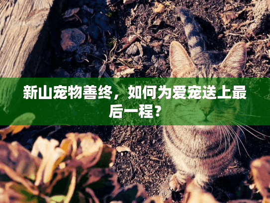 新山宠物善终，如何为爱宠送上最后一程？