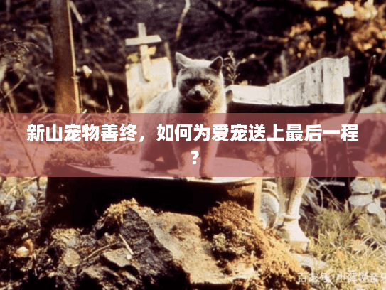 新山宠物善终，如何为爱宠送上最后一程？