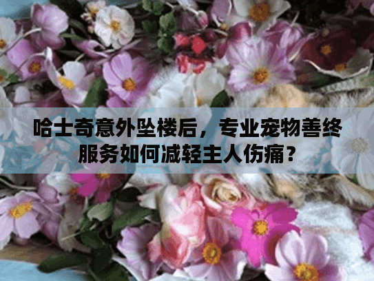 哈士奇意外坠楼后，专业宠物善终服务如何减轻主人伤痛？