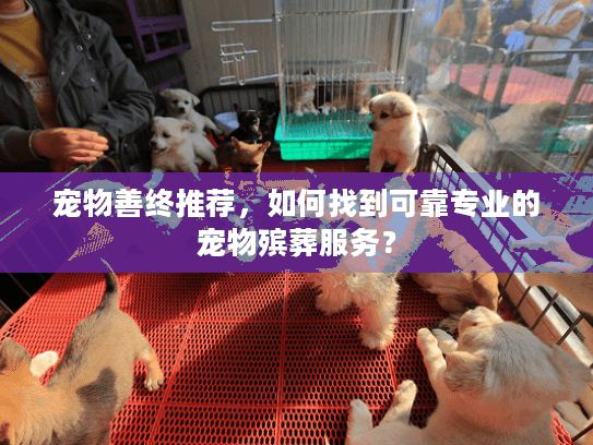 宠物善终推荐，如何找到可靠专业的宠物殡葬服务？
