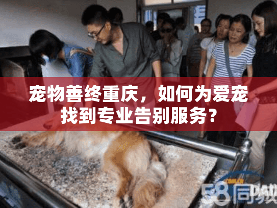 宠物善终重庆，如何为爱宠找到专业告别服务？