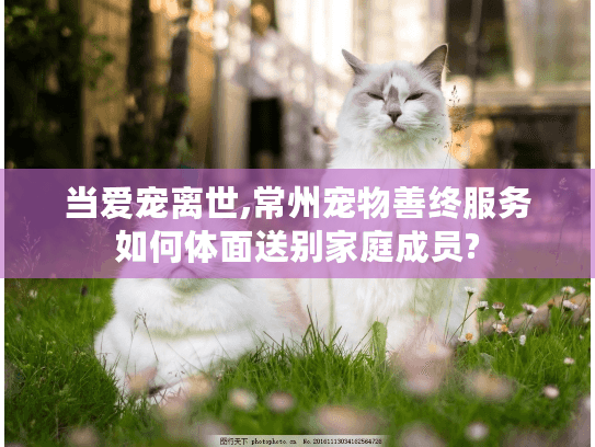 当爱宠离世,常州宠物善终服务如何体面送别家庭成员?