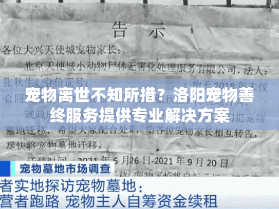 宠物离世不知所措？洛阳宠物善终服务提供专业解决方案